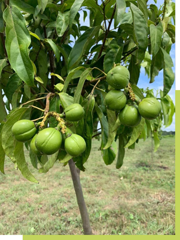 Cultivos de aceite